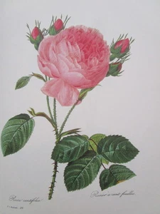 P.J. Redoute 120 Rosa Centifolia Bullata vintage print - Picture 1 of 1