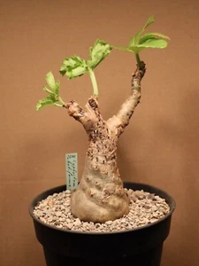 Cyphostemma betiforme - 2504 - Abbildung im 15 cm Topf - Vitaceae - Somalia - Imagen 1 de 4