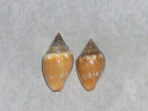 COLUMBELLA RUSTICA ORANGE SET - Picture 1 of 2