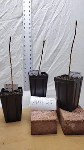 Live Ginkgo Biloba Tree. Pre Bonsai or Landscaping. Maiden Hair. Living Fossils - Picture 1 of 8