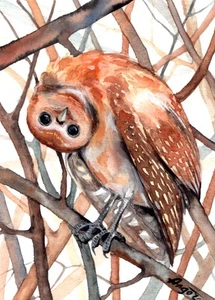 Bird owl original watercolor painting 5"x7" birds art by Anne Gorywine - Picture 1 of 1