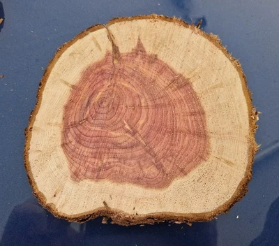 Baumscheibe Holzscheibe DIY DEKO Hochzeit Epoxidharz Basteln Holz Scheibe Brett - Bild 1 von 3