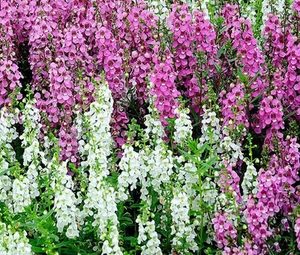 Angelonia Serena gemischte Farben Angelonia Angustifolia - 100 große Samen - Bild 1 von 1