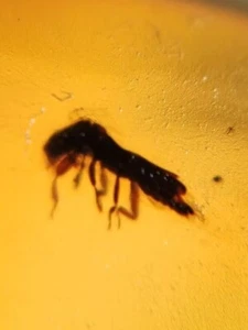 MA260 Ámbar fósil con Insecto de 99 millones años, fósil Cretácico!!! - Foto 1 di 7
