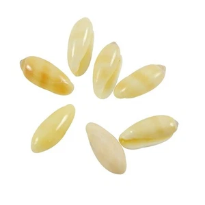 36 Marginellas (arroz) concha bronceada aprox. .5" (Juego de 36) - Imagen 1 de 1