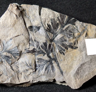 Rare Carboniferous plant fossil fern species Palmatopteris furcata - Image 1 of 4