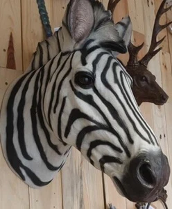 Zebra Head African Wild Animal Wall Black and White Hanging 3D Art - Picture 1 of 4