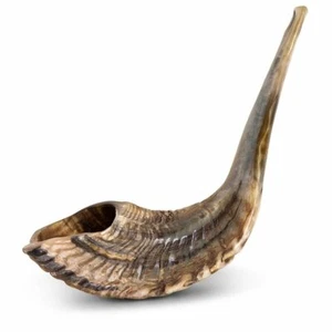 Shofar Kosher Ram's Horn Earth Colors From ISRAEL 15" - 16" Rosh Hashana - Picture 1 of 1