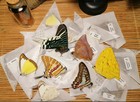 Lot of 10 Mixed Butterflies Tütenfalter Malaysia Schmetterlinge Sammlung 