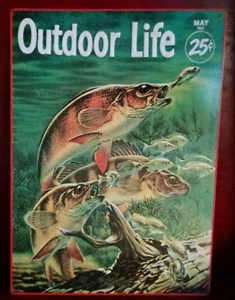 OUTDOOR LIFE May 1937 Cover Art FISH yellow PERCH Printed on Vintage metal Sign  - Picture 1 of 1