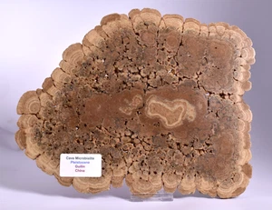 MICROBIALITA CUEVA, Pleistoceno, Guilin, China S310 - Imagen 1 de 6