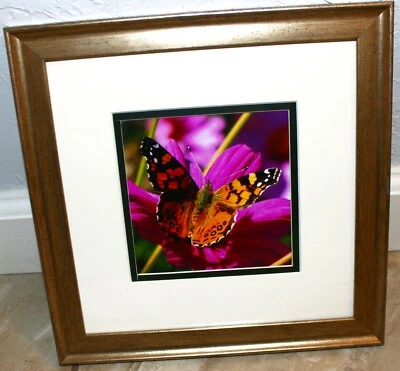 "West coast Lady"-10x10" framed mat photograph Orange Butterfly byGeorgia Miller - Image 1 of 3