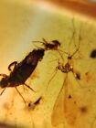 unbekannt Käfer & Fliege Burmit Myanmar Burmesen Bernstein Insekt Fossil Dinosaurier Alter