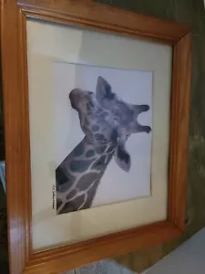 Set Of 3 Signed Animal Photographs Giraffe Rhino Zebra Don't Miss Out - Picture 1 of 10