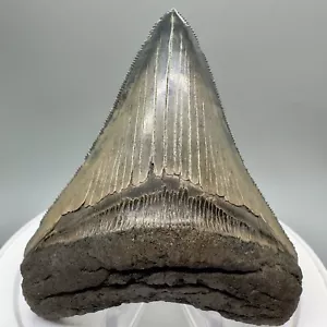 Schöner hellbraun/blau scharf gezackt 3,82" fossiler MEGALODON Haifischzahn - USA - Bild 1 von 8
