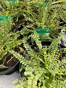 Indoor Fern (Asparagus Fern) 12cm Pot Free UK Post - Picture 1 of 1
