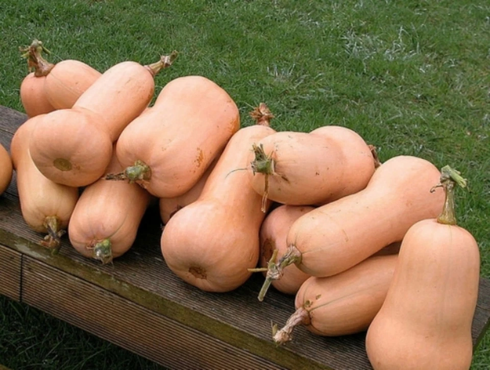 Calabaza - Waltham Butternut - Reliquia - 30+ Semillas 2021 $1,69 Envío/pedido máximo Foto 1 de 1