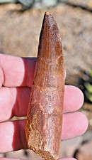 Extra Large Spinosaurus tooth, total 4.0 inches, from Morocco