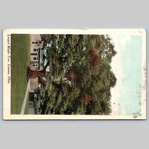 Postcard Largest Maple Tree Geneva Ohio 1913 - Picture 1 of 3