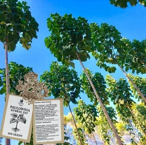 Paulownia Seeds/Graines Z07 9501 9502 9503 Elongata ShanTong Tomentosa Fortunei - Picture 1 of 19