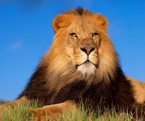 MAGNÍFICO LEÓN MACHO - NUEVA ALFOMBRA DE TELA RATÓN - PUBLICACIÓN GRATUITA - Imagen 1 de 1