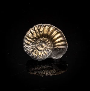 Ammonite fossile piritizzata pleurocera giurassica Germania 2762 - Foto 1 di 2