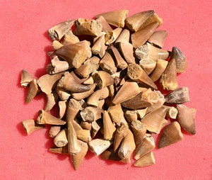 ONE HUNDRED A++ Mosasaur teeth, from Morocco #3 - Picture 1 of 1