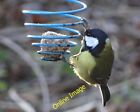 Photo 12x8 Great tit feeding at Potteric Carr Nature Reserve Doncaster Vie c2013