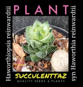 Haworthiopsis reinwardtii syn Haworthia succulent Gasteria Aloe family Cactus - Picture 1 of 4