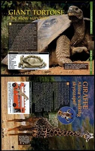 Giant Tortoise / Giraffe #24 Amazing Animals, Animals, Animals Fact File Page - Picture 1 of 1