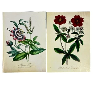 2 tarjetas de felicitación de colección Sierra Club botánicas álbumes de recortes arte floral en blanco sin usar - Imagen 1 de 2
