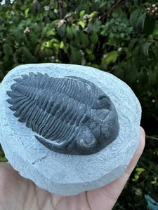 Fósil de trilobites Hollardops. Devónico Medio. Alnif, Marruecos  - Imagen 1 de 11