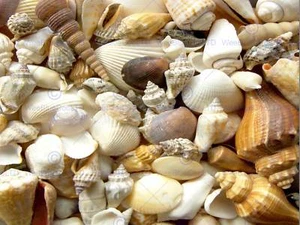 Foto Strand Muscheln Meer Ozean Natur Neu Fine Art Print Poster Cc3810 - Bild 1 von 2