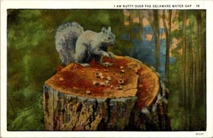 Postal de colección gris ardilla-nutty sobre el agua hueco Delaware DE T683 - Imagen 1 de 2