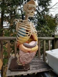 MEDICAL PLASTICS LABRATORY HANGING SKELETON INTESTINES & ORGANS MODEL AID - Picture 1 of 12