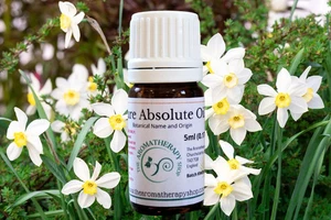 Aceite Absoluto Puro Narciso / Flores Nargis (Origen: Norte de la India) - Imagen 1 de 4
