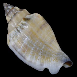 STROMBUS (Canario) URCEUS Púrpura (Olango Isla., Filipinas) 38.1mm #41015 - Imagen 1 de 4