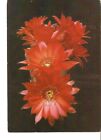 #5k Flora Flowers Cactus Chamaecereus silvestri Lobivia densispina postcard