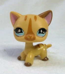 LITTLEST PETSHOP LPS #886 HASBRO CAT CHAT EUROPEEN BEIGE MARRON YEUX BLEU - Imagen 1 de 5