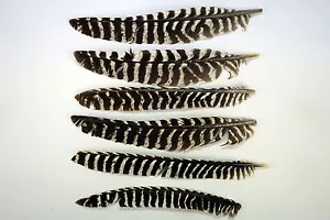 50 Grade #3 Left Wing Wild Turkey Primary Feathers/Arrow Fletching w/o Quill - Picture 1 of 3