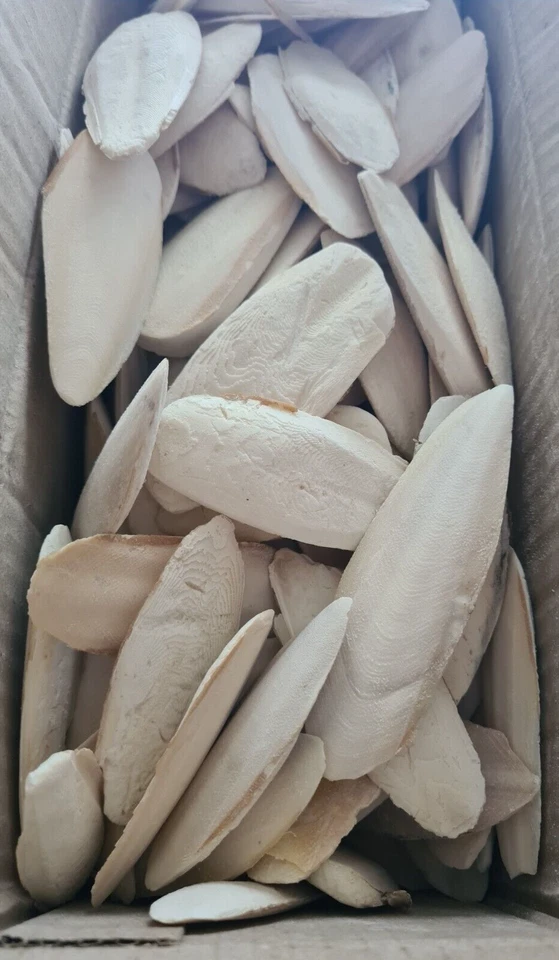Sepiaschalen klein 1kg - ca. 6-10cm Sepia Pickstein Schnabel Vögel & Reptilien - Bild 1 von 1