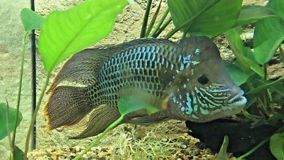 Green Terror 8" ((jumbo male)) - Image 1 of 4