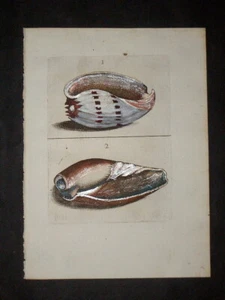 1681 ORIGINAL ANTIGUA CARCASA COLOREADA A MANO IMPRESIÓN - BONANNI - VOLUTAS RARA - Imagen 1 de 1