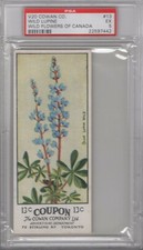 1920 Cowan Co. V20 Wild Flowers of Canada #13 Wild Lupine Graded PSA 5