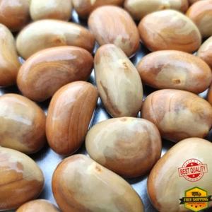 WORLD LARGEST TROPICAL SRI LANKA JACK FRUIT FRESH VIABLE SEEDS 50 - Picture 1 of 9