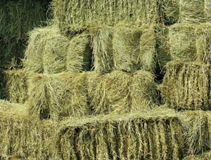 Horse Hay Bale Green Quailty In Box Hay Bale Best On EBay - Picture 1 of 3
