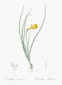 Daffodil Lily Les Liliacees by Pierre Joseph Redouté Print Repro - Picture 1 of 2