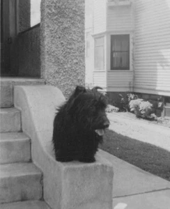 Scottish Terrier Dog Relaxing on Steps 1930s Home Scene - Picture 1 of 3