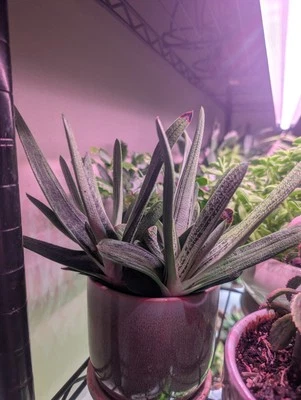 Gasteria Baylissiana - Lengua de buey planta de interior de fácil cuidado  Foto 1 de 2