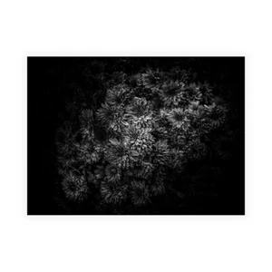 Stampa su Tela su Carta Poster o Quadro Carson Brian Black And White Mum Bouquet - Imagen 1 de 2